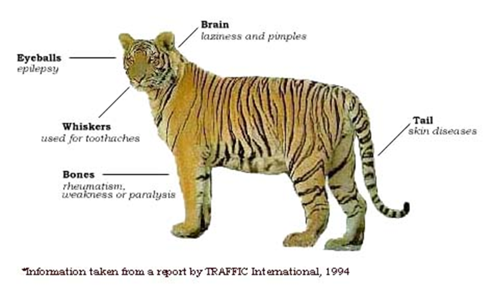 Tiger Body Parts information