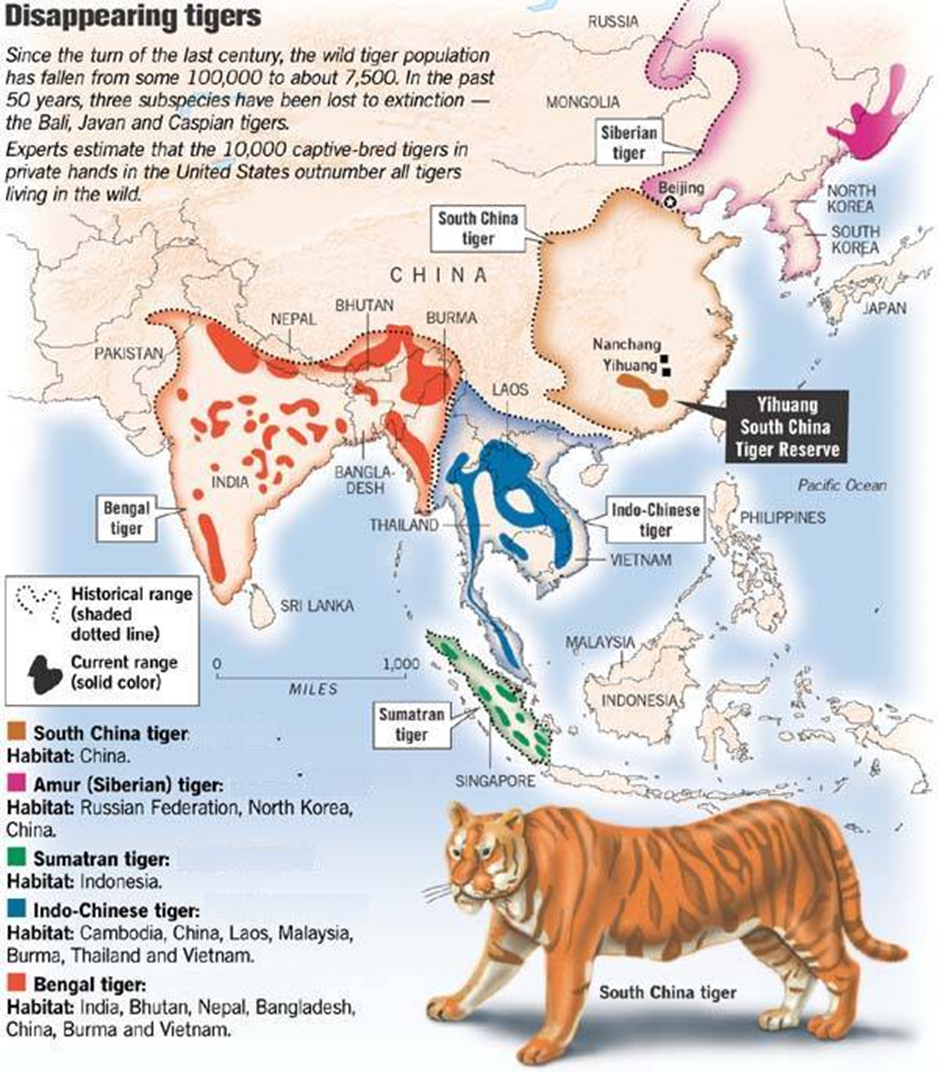 tiger species and numbers details according to region or area